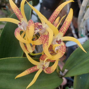Yellow and red spotted orchid flowers with green leaves, photographed close up in a garden or nursery setting.