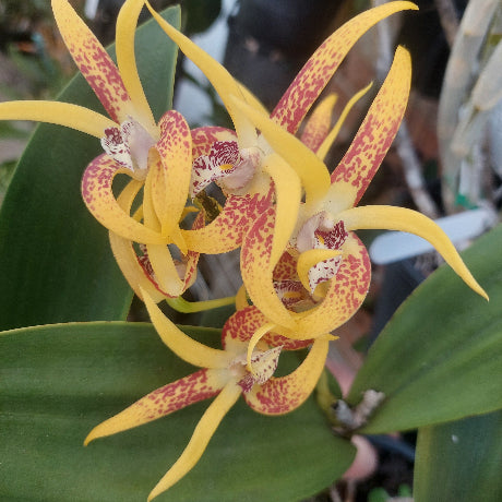 Yellow and red spotted orchid flowers with green leaves, photographed close up in a garden or nursery setting.