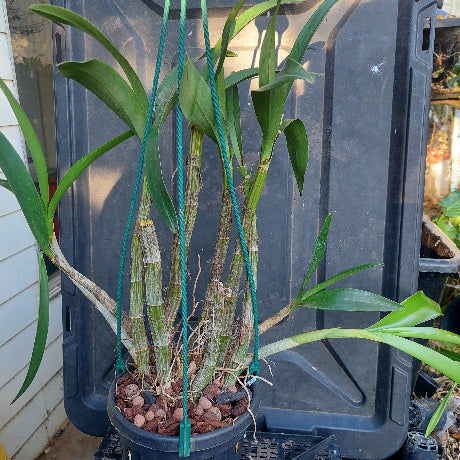Dendrobium Orchid