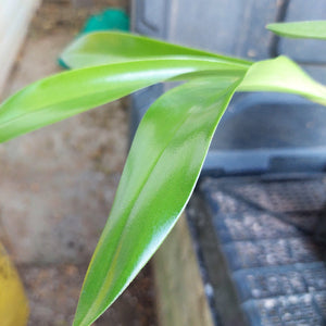 Dendrobium Orchid