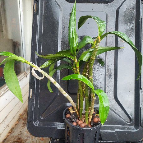 Dendrobium Australian Goldrush Orchid Division