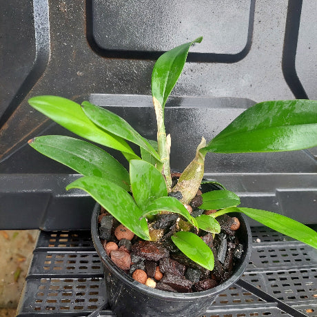 Dendrobium Speciosum Orchid