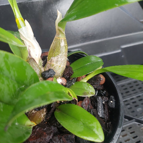 Dendrobium Speciosum Orchid