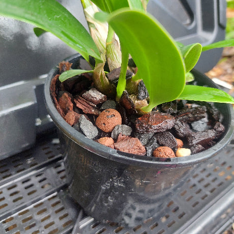 Dendrobium Speciosum Orchid