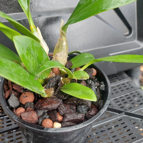 Dendrobium Speciosum Orchid