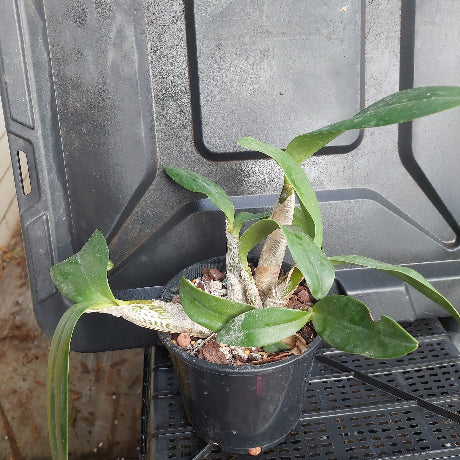 Potted plant on a gray surface