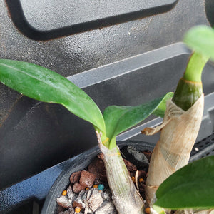 Close-up of a potted plant with green leaves on a dark surface