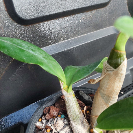 Close-up of a potted plant with green leaves on a dark surface