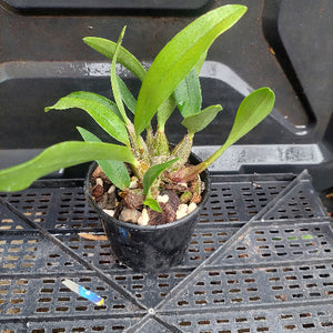 Dedrobium Top Class