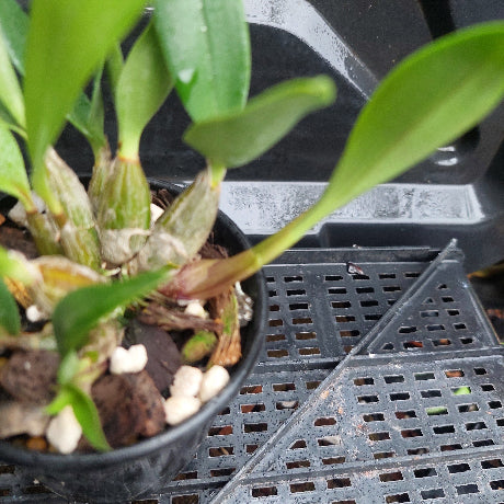 Dedrobium Top Class