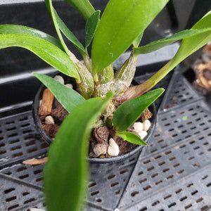 Dedrobium Top Class