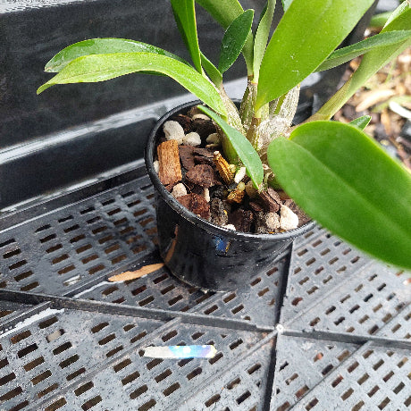 Dedrobium Top Class