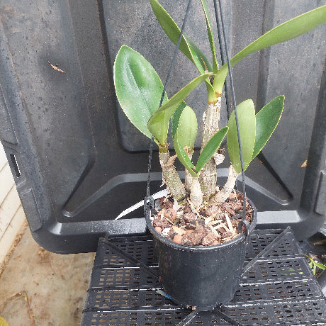 Dendrobium Orchid