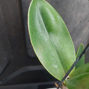 Dendrobium Orchid