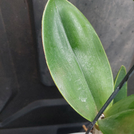 Dendrobium Orchid