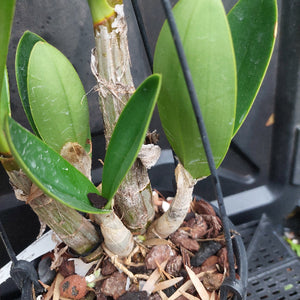 Dendrobium Orchid