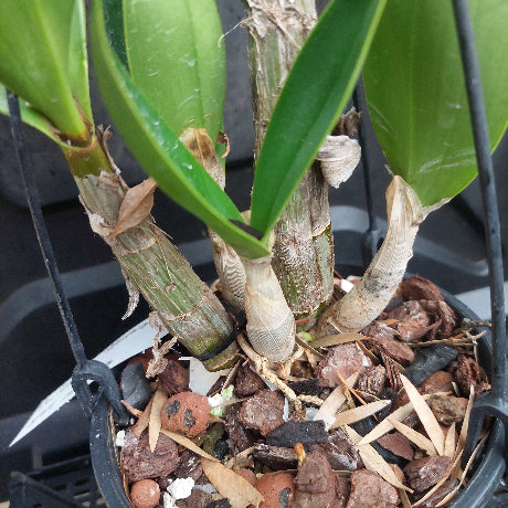 Dendrobium Orchid