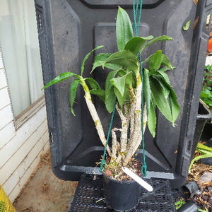 Dendrobium Orchid