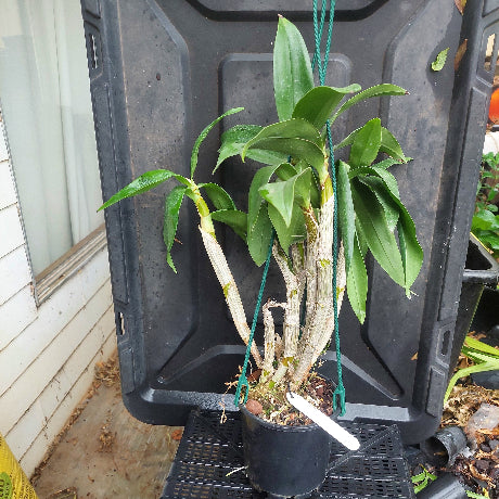 Dendrobium Orchid