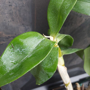 Dendrobium Orchid