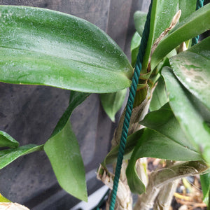 Dendrobium Orchid