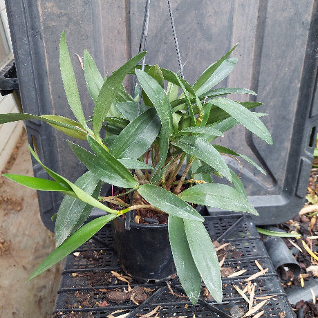 Dendrobium Kingianum Orchid Pink White