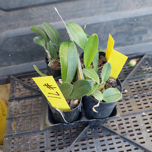 Small potted plants with yellow labels in a grid container