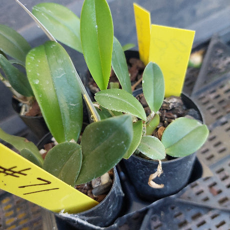 Small potted plant with green leaves and a yellow tag on a blurred background