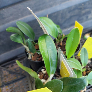 Close-up of a potted plant with green leaves and a yellow tag on a dark background