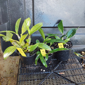 Small potted plant with yellow labels on a black tray