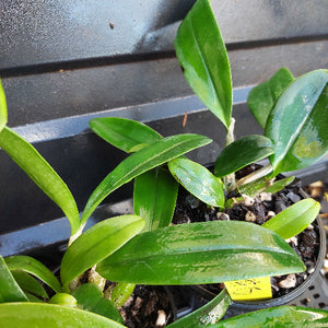 Close-up of a green leafy plant in a pot with a yellow tag.