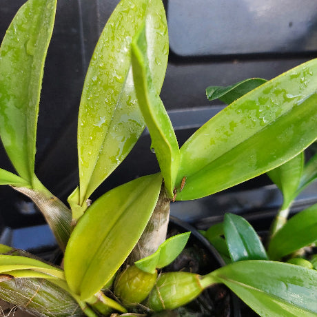 Close-up of a green plant with water droplets on leaves against a dark background