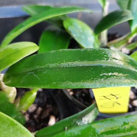 Close-up of a green leaf with a yellow label in the background