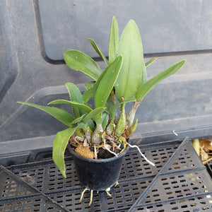 Potted plant with green leaves on a gray background