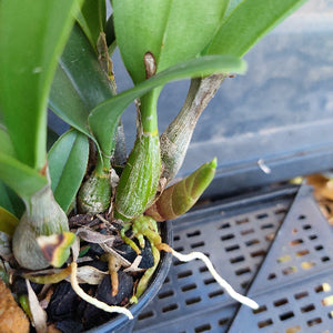 Close-up of an orchid plant with green leaves and buds, set against a blurred background.