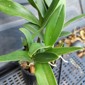 Close-up of green leaves with a blurred background