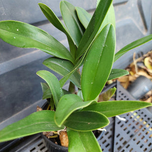 Close-up of a green plant with a blurred background