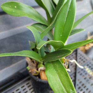 Close-up of a green plant with a blurred background