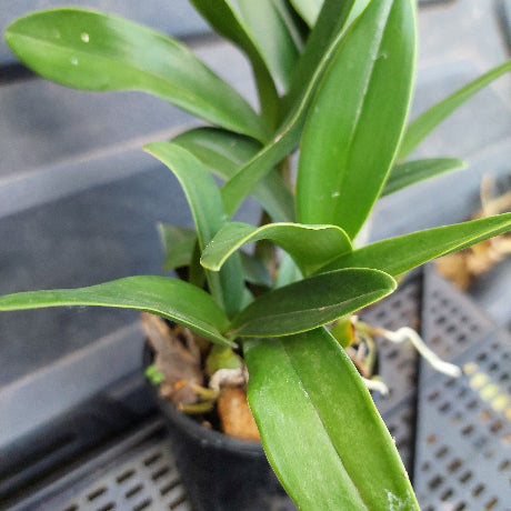 Close-up of a green plant with a blurred background