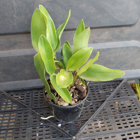 Small potted plant with green leaves in a greenhouse setting