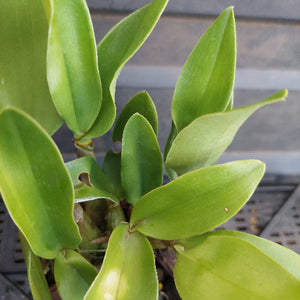 Close-up of green leaves with a blurred background
