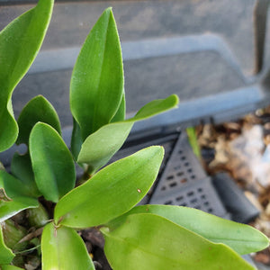 Close-up of green leaves with a blurred background
