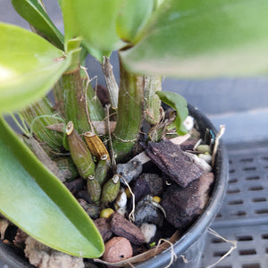 Close-up of a potted plant with soil and rocks visible