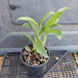 Small potted plant with green leaves on a dark background