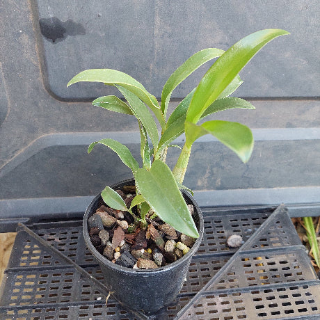 Small potted plant with green leaves on a dark background