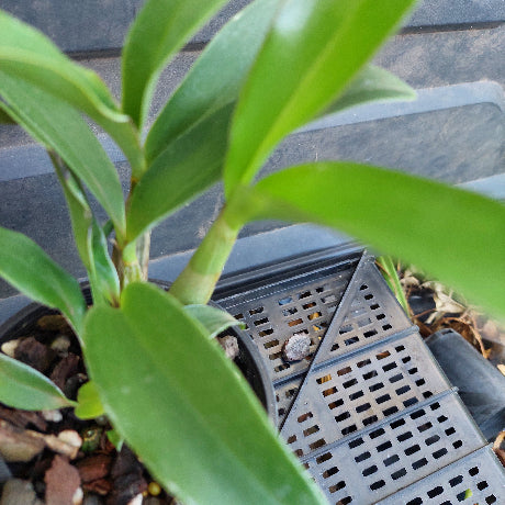 Close-up of a potted plant with a metal pot holder in the background