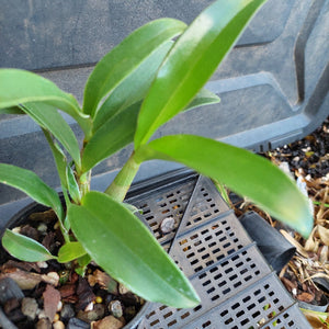 Close-up of a green plant with a blurred background