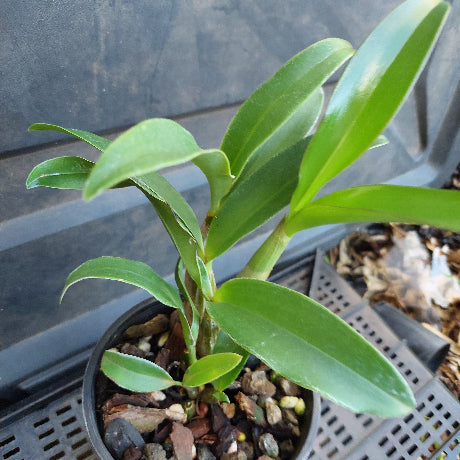 Small potted plant with green leaves in a potting tray