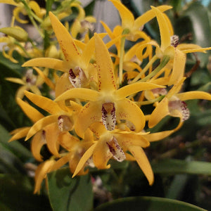 Close-up of a cluster of yellow orchids with white and burgundy speckled centers, surrounded by green leaves.
