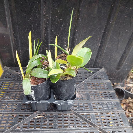 Small potted plant in a black plastic container with a gray grid background